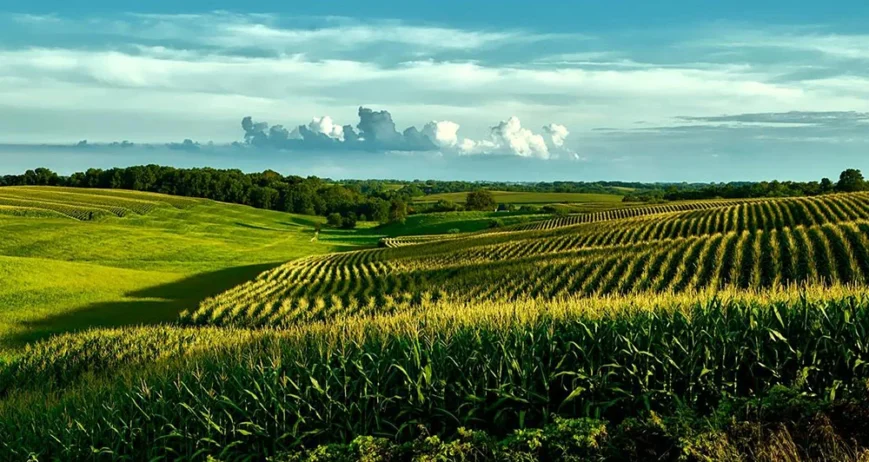 We grow fresh, organic produce using clean methods that protect nature, healthy food.