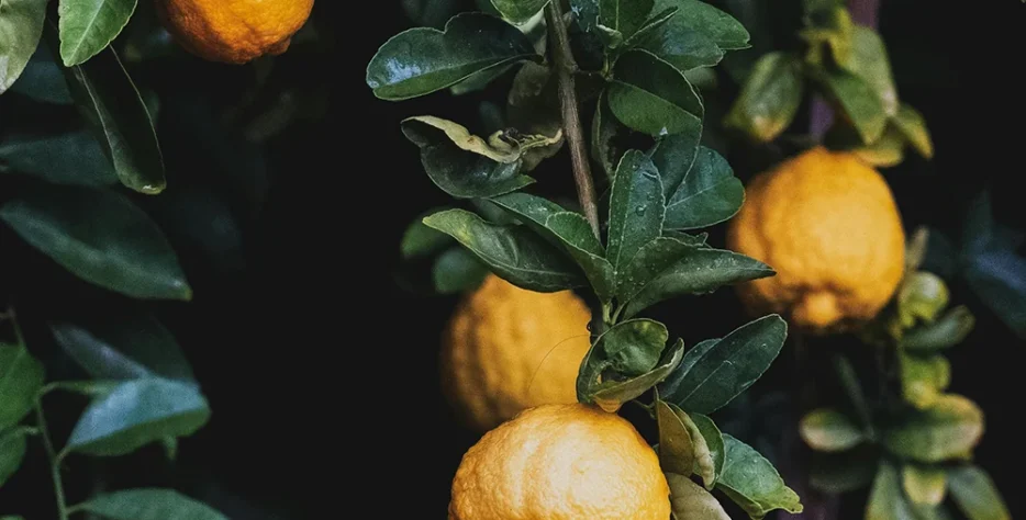 Ballan wrasse climbing gourami amur pike Arctic char, steelhead