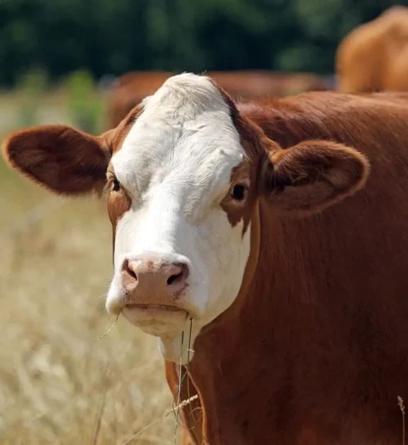 We grow fresh, organic produce using clean methods that protect nature, healthy food.